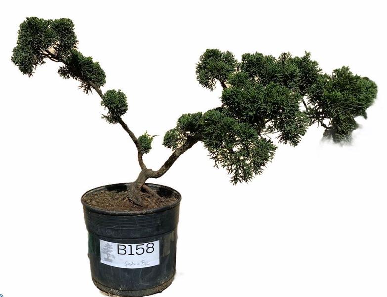 Bonsai Shimpaku (Juniperus chinensis) B158 - GardenB Imagem de Bonsai Shimpaku (Juniperus chinensis) B158