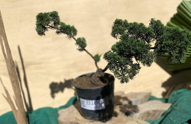 Bonsai Shimpaku (Juniperus chinensis) B158 - GardenB Imagem de Bonsai Shimpaku (Juniperus chinensis) B158