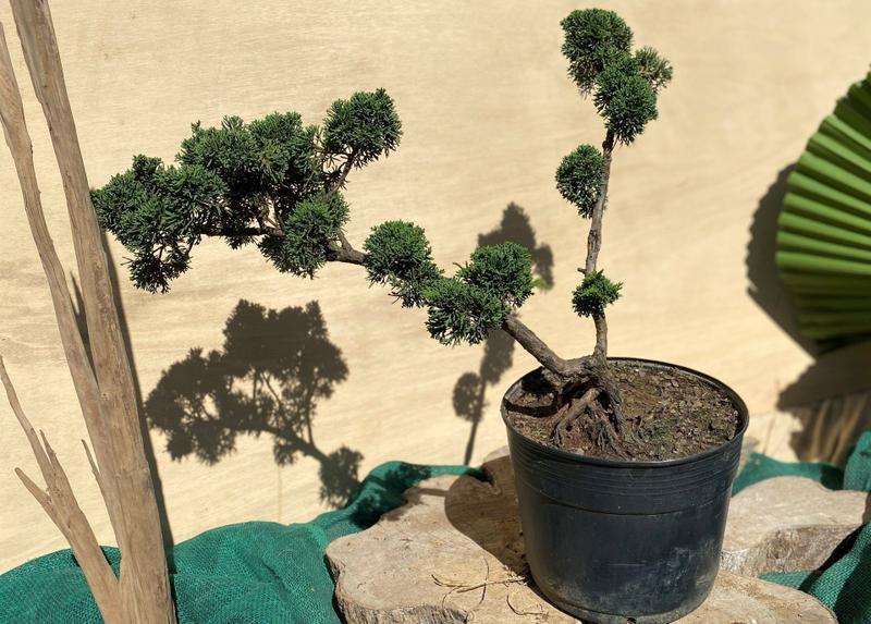 Bonsai Shimpaku (Juniperus chinensis) B158 - GardenB Imagem de Bonsai Shimpaku (Juniperus chinensis) B158