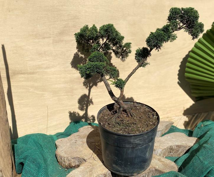 Bonsai Shimpaku (Juniperus chinensis) B158 - GardenB Imagem de Bonsai Shimpaku (Juniperus chinensis) B158