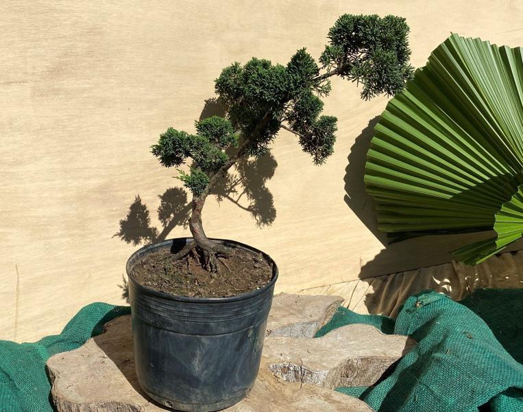 Bonsai Shimpaku (Juniperus chinensis) B158 - GardenB Imagem de Bonsai Shimpaku (Juniperus chinensis) B158