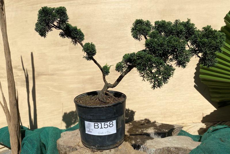 Bonsai Shimpaku (Juniperus chinensis) B158 - GardenB Imagem de Bonsai Shimpaku (Juniperus chinensis) B158