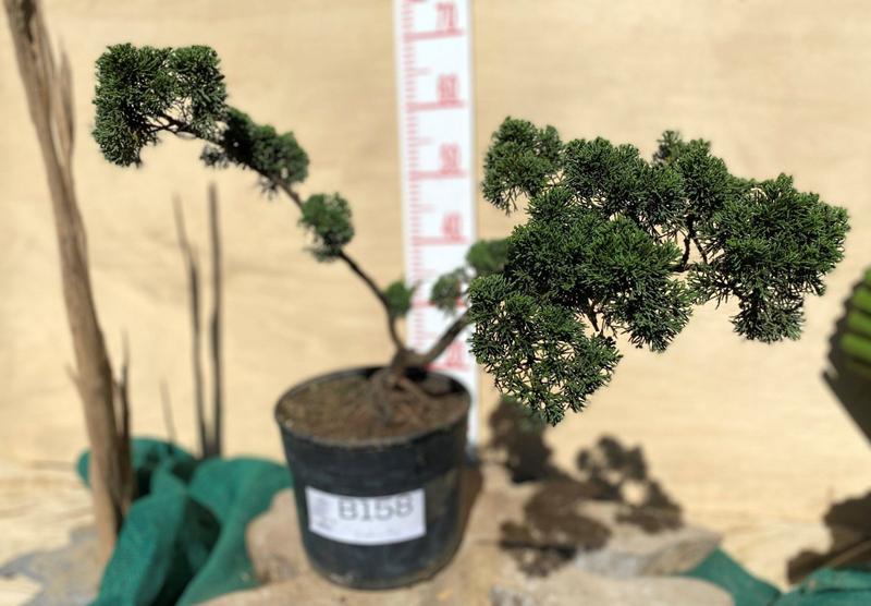 Bonsai Shimpaku (Juniperus chinensis) B158 - GardenB Imagem de Bonsai Shimpaku (Juniperus chinensis) B158