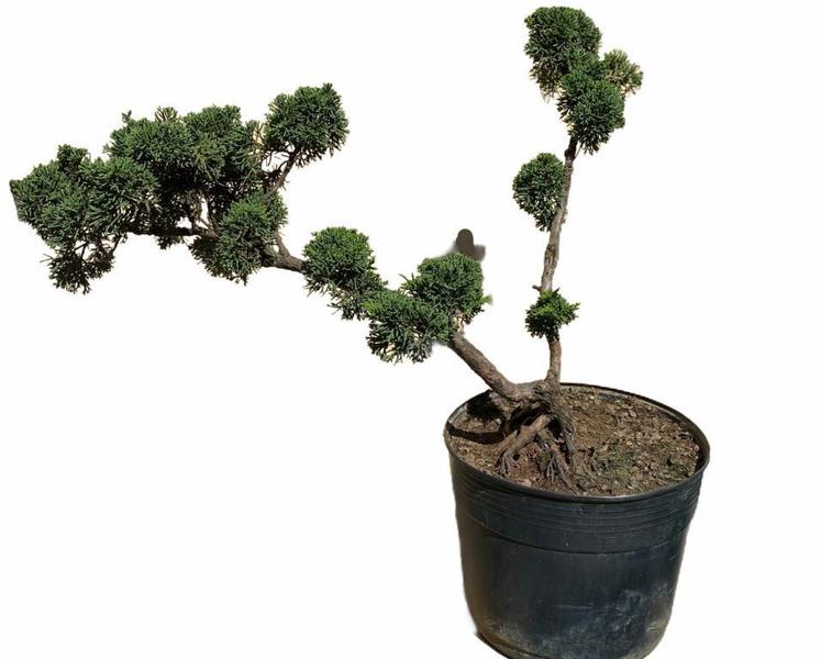 Bonsai Shimpaku (Juniperus chinensis) B158 - GardenB Imagem de Bonsai Shimpaku (Juniperus chinensis) B158