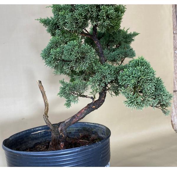 Imagem de Bonsai Shimpaku (juniperus chinensis) B161