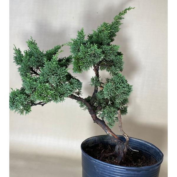 Imagem de Bonsai Shimpaku (juniperus chinensis) B161