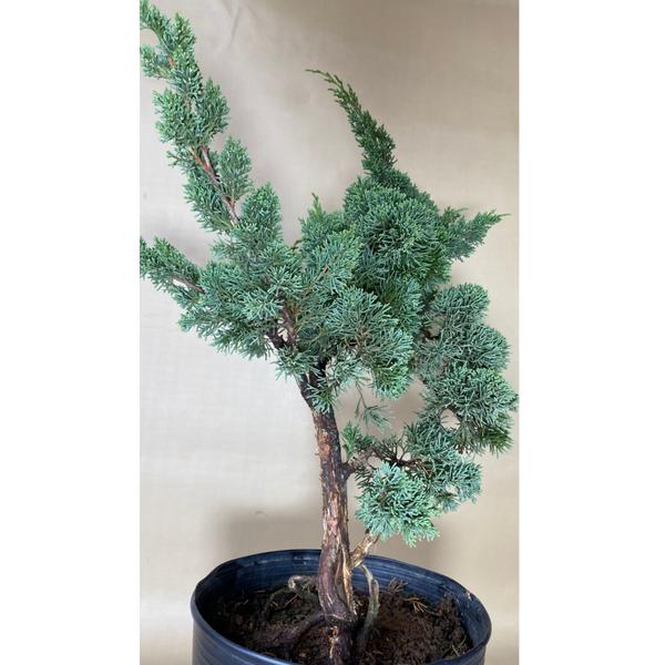 Imagem de Bonsai Shimpaku (juniperus chinensis) B162