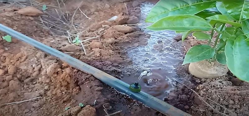 Imagem de Botão Gotejador Para Irrigação 8l/h Netafim - 350 Unidades