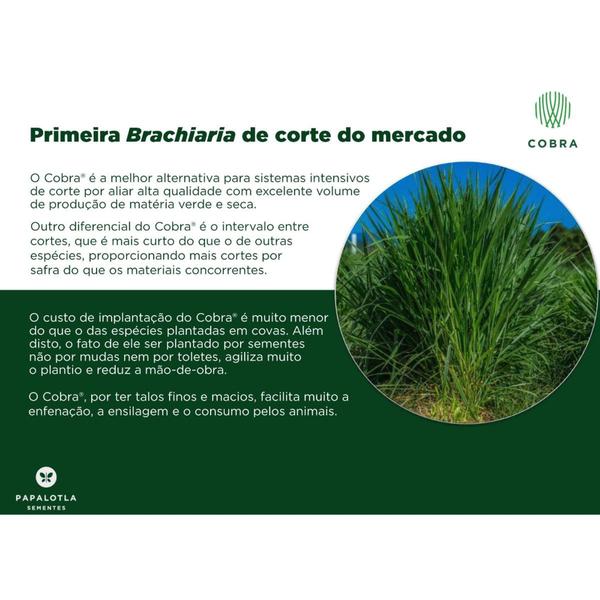 Imagem de Brachiaria Hibrida Cobra p/ Gado de Corte 1kg