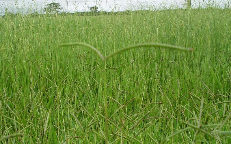 Imagem de Brachiaria Humidicula Llanero (Dictyoneura) / Capim Llanero- 1kg De Sementes