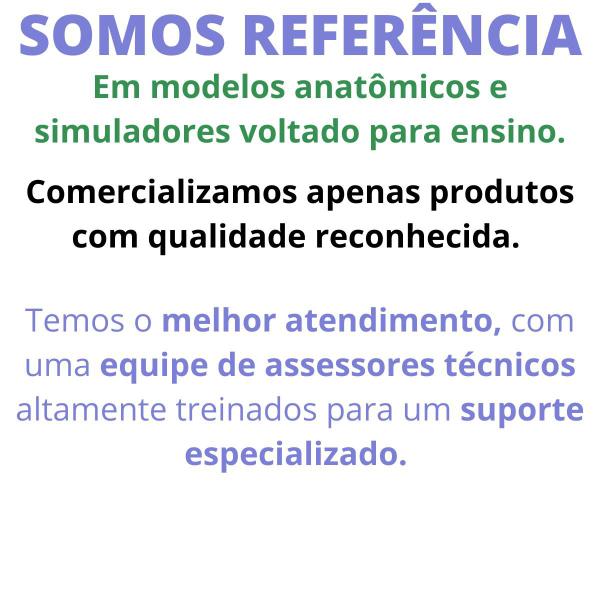 Imagem de Braço Simulador Para Treino Injeção Punção Coleta De Sangue Modelo Anatômico Treinamento Hospitalar Médico Enfermagem