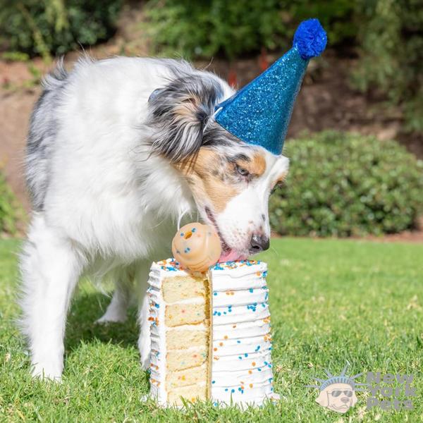 Imagem de Brinquedo Bola Chuckit Confetti Ball Para Cães Médio