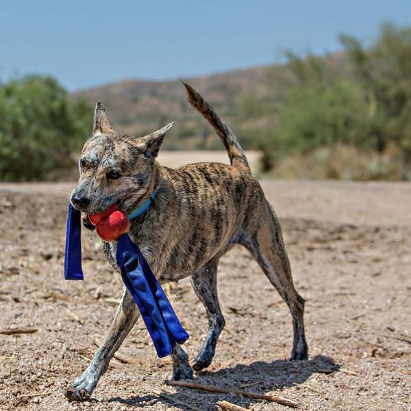 Imagem de Brinquedo Cabo De Guerra Kong Tails Para Cães Tamanho:Gg