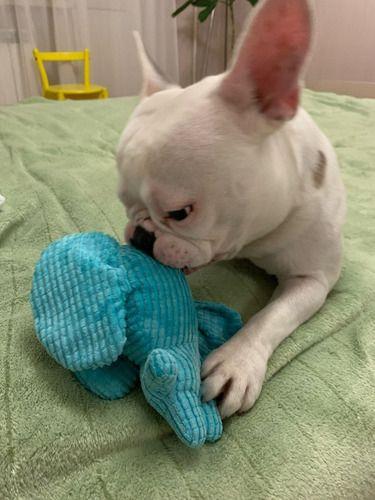 Imagem de Brinquedo Cachorro Pelúcia Pet Premium Ursinho Para Cães Cachorros Pequenos Pelúcia Canelada com Som