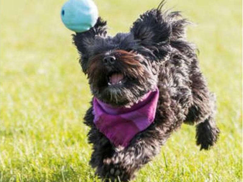 Imagem de Brinquedo Chuckit Fetch Medley Pack 3 Bolas Para Cães Pequeno