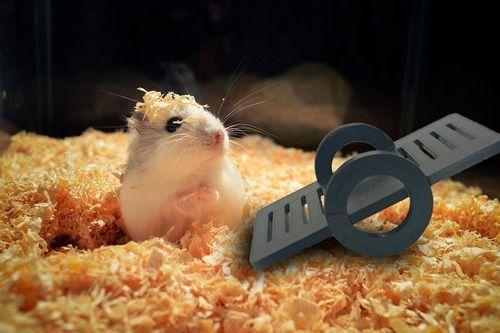 Imagem de Brinquedo Hamster Porquinho Da India Mini Animais De Gaiola