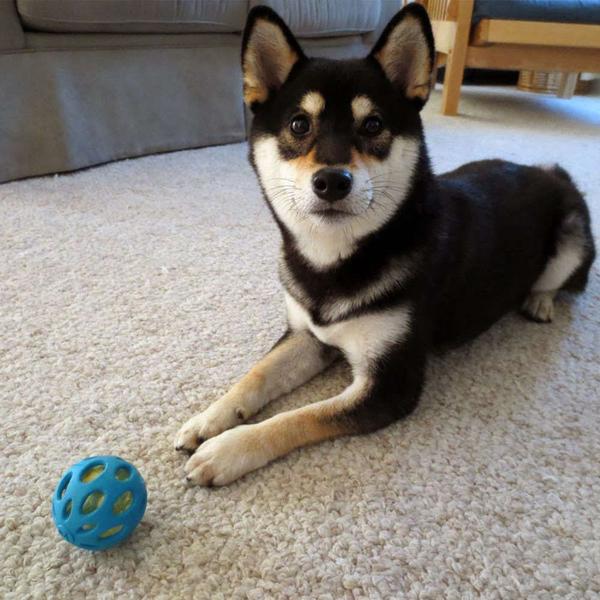 Imagem de Brinquedo Jw Crackle Heads Ball Para Cães Pequeno - Azul