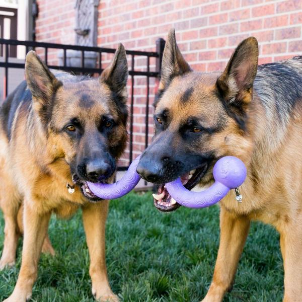 Imagem de Brinquedo kong ogee stick cabo de guerra grande roxo p/ cães