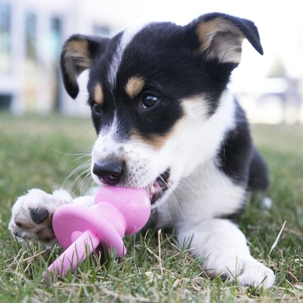 Imagem de Brinquedo Kong Puppy Binkie Azul M