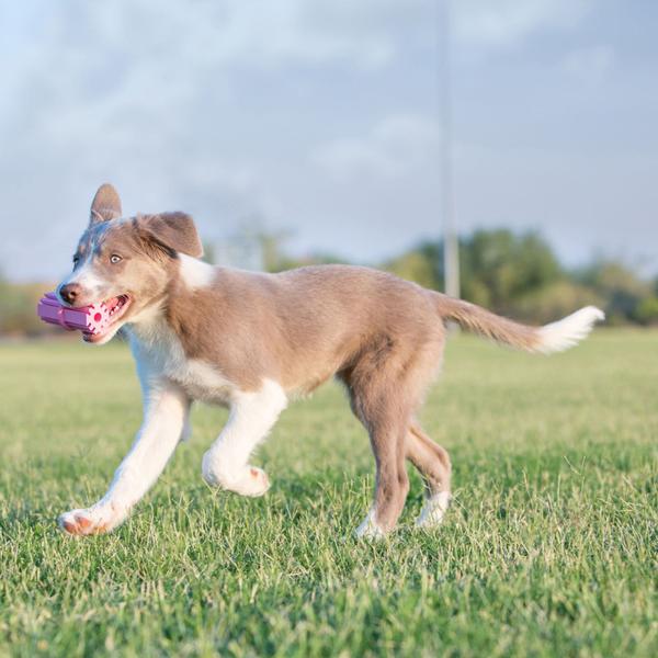 Imagem de Brinquedo kong puppy teething sticke pequeno p/ cães 