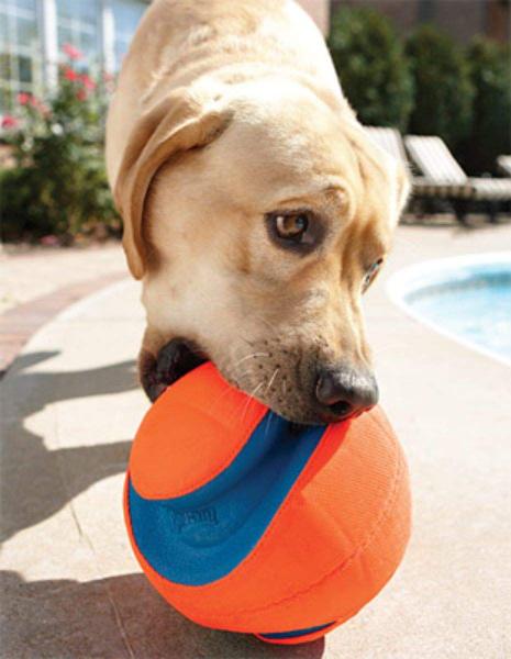 Imagem de Brinquedo para cães Chuckit Kick Fetch Ball Large para pais de animais de estimação