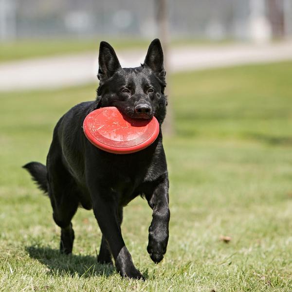 Imagem de Brinquedo para cães KONG Flyer de borracha natural durável para cães de médio/grande porte