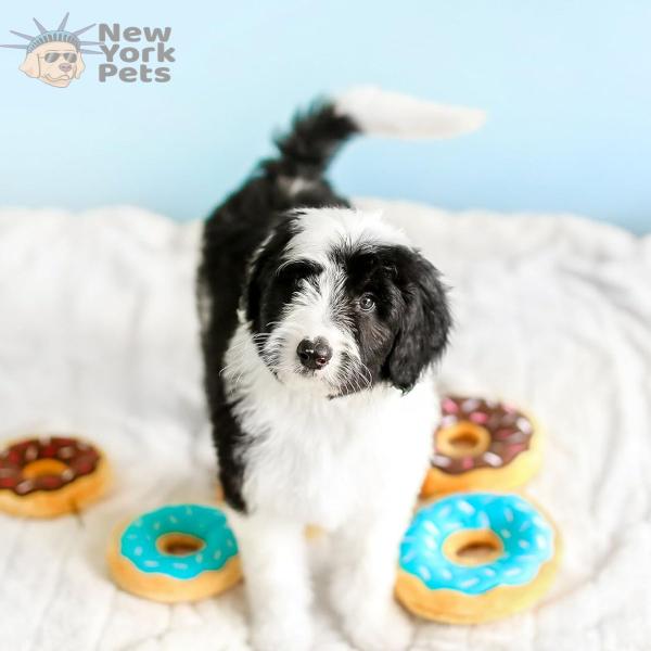 Imagem de Brinquedo Pelúcia Donutz ZippyPaws Com Apito Para Cães e Gatos Médio - Chocolate