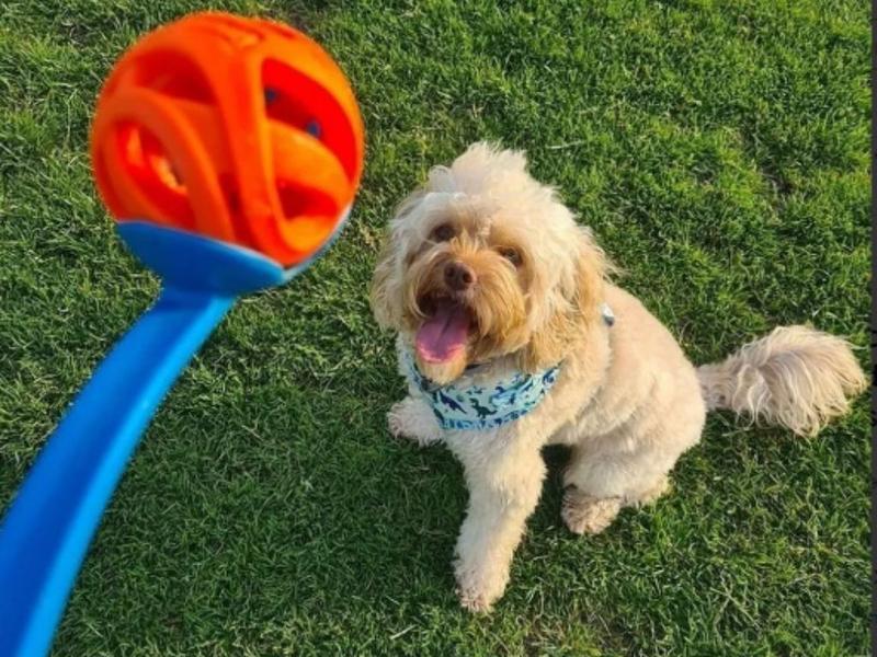 Imagem de Brinquedo Pet Bola Chuckit! Air Fetch Ball Designer Interativo Para Cães Grande