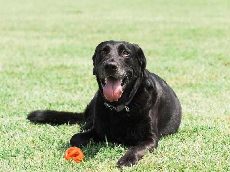 Imagem de Brinquedo Pet Bola Chuckit! Air Fetch Ball Para Cães Extra Grande