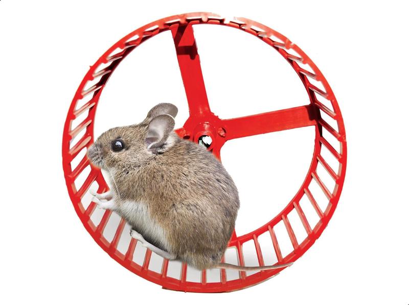 Brinquedo Roda de Exercícios Hamster Roedores 14cm P/Gaiola - STEELLPET Imagem de Brinquedo Roda de Exercícios Hamster Roedores 14cm P/Gaiola - STEELLPET