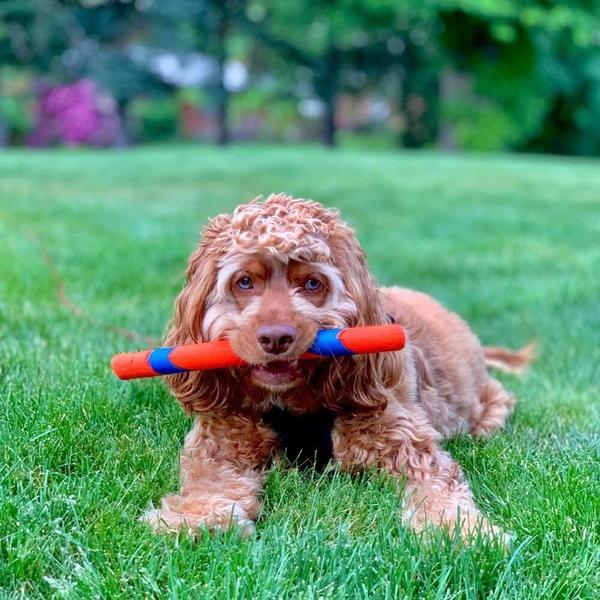 Imagem de Brinquedos Interativo Para Cães Chuckit Ultra Fetch Stick