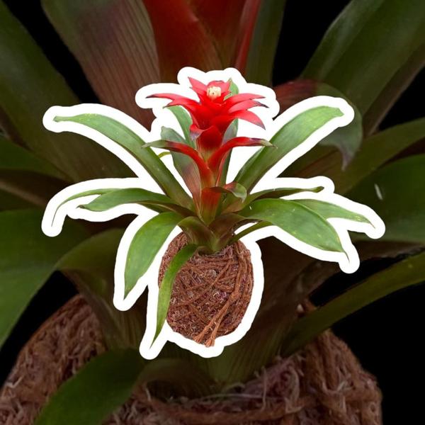 Imagem de Bromélia Guzmania Kokedama Planta Natural Linda E Saudável