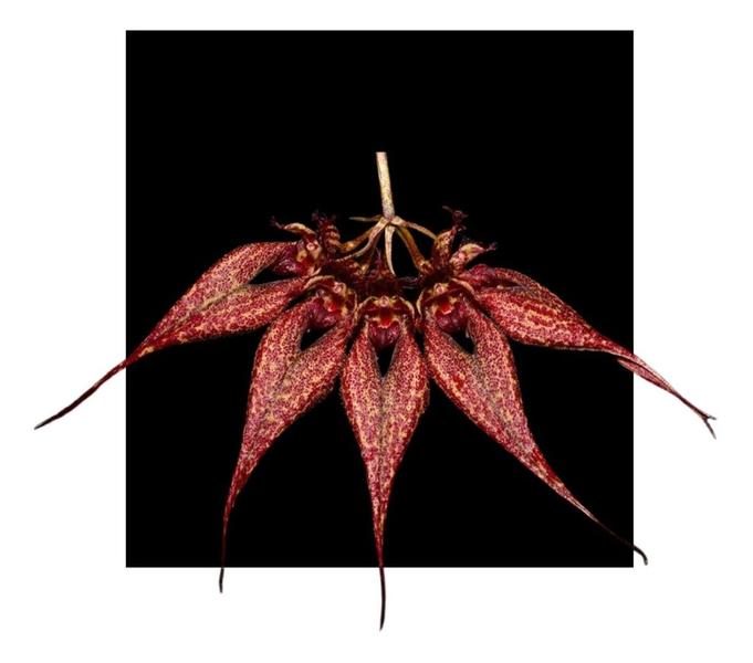 Imagem de Bulbophyllum Wendlandianum