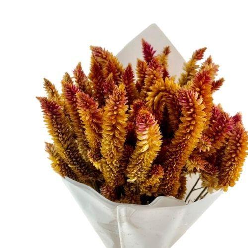 Imagem de Buque Maço Celosia Rabo de Gato  - Flores Desidratadas