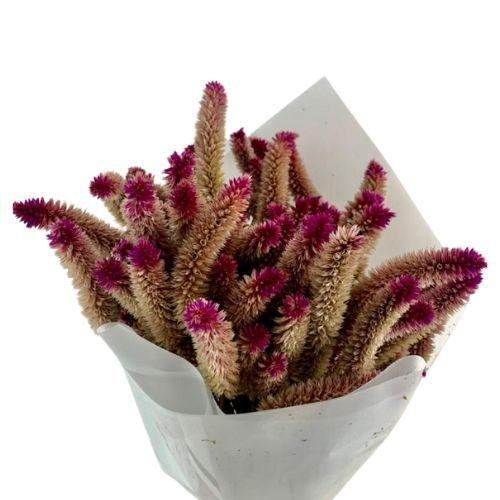 Imagem de Buque Maço Celosia Rabo de Gato  - Flores Desidratadas