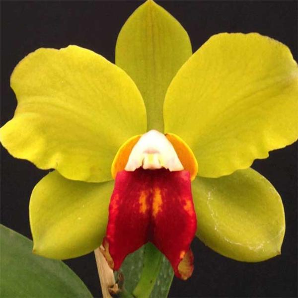 Imagem de C. Dipozzi Tiziano X L. Purpurata Coer Flamea X Blc Chinese Bronze