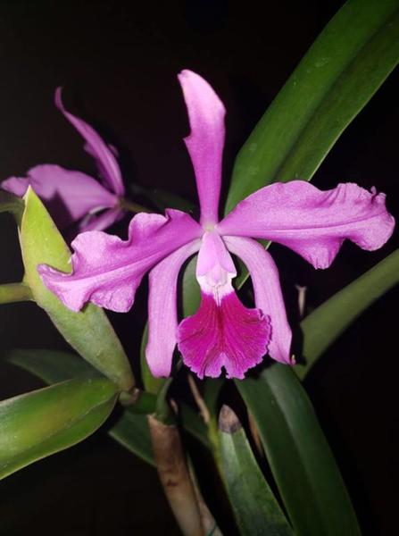 Imagem de C. Eros Coerulea X Lc. Elegans Coerulea - Corte Adulto