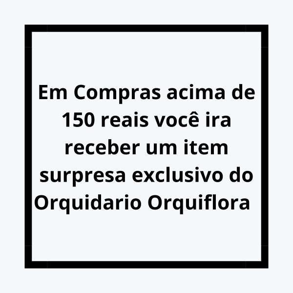 Imagem de Cachepô De Madeira Quadrado Para Orquídeas E Plantas P 15x15