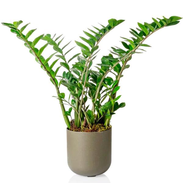 Imagem de Cachepô Vaso Decorativo Grande Raiz Para Plantas Pote 25,7Cm