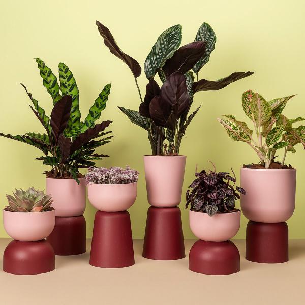 Imagem de Cachepot Decorativo Due Ideal Pote 12 N2 Vaso Raiz 12,5x11,5cm p/ Plantas Cores Variadas