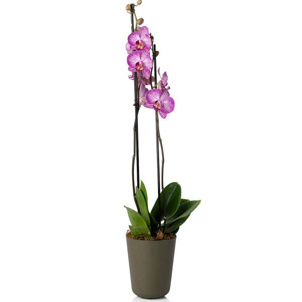 Imagem de Cachepot para Decoração Orquídea 13x15cm Due N5 Cachepô Pote Tamanho 12 Ideal para Vaso Raiz N2 Autoirrigável