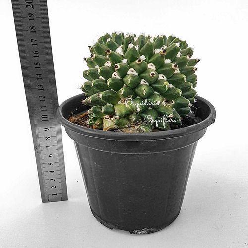 Imagem de Cacto Bola Cactus Mammillaria Polythele Maior Vaso 15 Decorativo Para Casa Escritório Mesa Planta