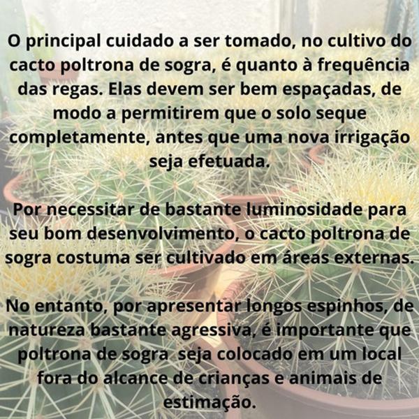 Cacto Bola Poltrona Cadeira De Sogra Cuia 18 Top De Linha - Ta na Mão Imagem de Cacto Bola Poltrona Cadeira De Sogra Cuia 18 Top De Linha