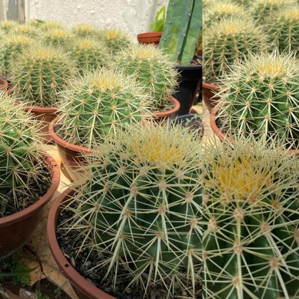 Cacto Bola Poltrona Cadeira De Sogra Cuia 18 Top De Linha - Ta na Mão Imagem de Cacto Bola Poltrona Cadeira De Sogra Cuia 18 Top De Linha