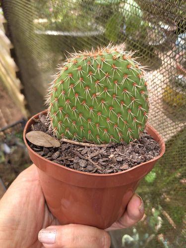 Imagem de Cacto Bolacha Ou Opuntia Picnantha Pote 11