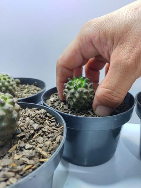 Imagem de Cacto Copiapoa Chileno Planta De Coleção Rara