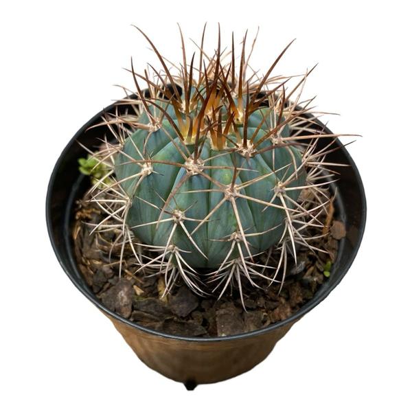 Imagem de Cacto Coroa De Frade Azul Melocactus Azureus Lindas Mudas