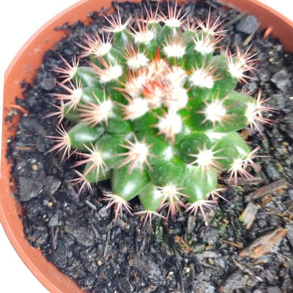 Imagem de Cacto Mammillaria Mammillaris Suculenta Coleção Top De Linha