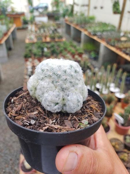 Imagem de Cacto Mammillaria Plumosa Méxicana Planta Linda Top De Linha