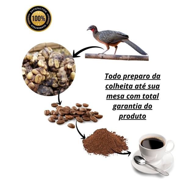 Café do pássaro jacu/café raro reportagem bird gourmet 150 gr - CAFE DO JACU BIRD Imagem de Café do pássaro jacu/café raro reportagem bird gourmet 150 gr